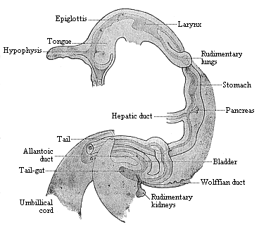 Fig.352. Gut of a
human embryo, one-sixth of an inch long.
