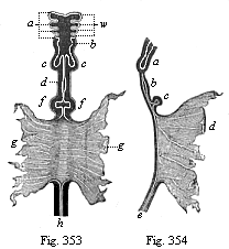 Fig.353. Gut of a
dog-embryo (shown  in Fig. 202, from Bischoff), seen from the ventral side.
Fig. 354. The same gut seen from the right.