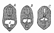 Fig.356. Transverse
section of the head of a Petromyzon-larva.