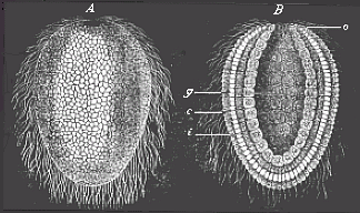 Fig.36 Gastrula of a lower sponge
(olynthus).