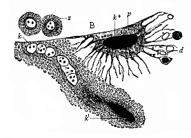 Fig.361. Merocytes of a shark-embryo,
rhizopod-like yelk-cells underneath the embryonic cavity (B).