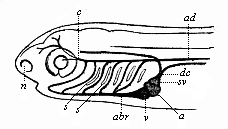 Fig.363. Head of a
fish-embryo, with rudimentary vascular system, from the left.
