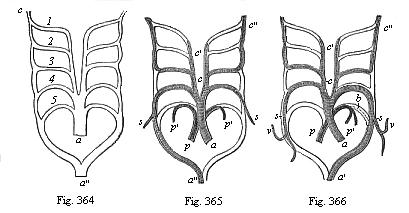 Fig.364. The five
arterial arches of the Craniotes (1 to 5) in their original disposition. Fig.
365. The five arterial arches of the birds; the lighter parts of the structure
disappear; only the shaded parts remain. Fig. 366. The five arterial arches of
mammals.