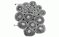 Fig.37 Cells from the
two primary germinal layers.