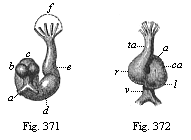Fig.371. Heart of a
rabbit-embryo, from behind. Fig. 372. Heart of the same embryo (Fig. 371), from
the front.