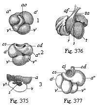 Fig.375. Heart of a human embryo, four weeks old.
Fig. 376. Heart of a human embryo, six weeks old, front view. Fig. 377. Heart
of a human embryo, eight weeks old, back view.