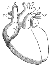 Fig.378. Heart of the
adult man, fully developed, front view, natural position.