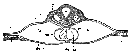 Fig.379. Transverse
section of the back of the head of a chick-embryo, forty hours old.