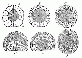 Fig.38 Gastrulation of the
amphioxus.