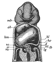 Fig.380. Frontal section
of a human embryo, one-twelfth of an inch long in the neck.