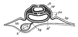 Fig.382. Transverse
section of the cardiac region of the same chick-embryo (behind the
preceding).