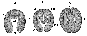 Fig.383. Embryos of
Sagitta, in three earlier stages of development.