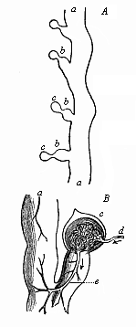 Fig.384. A, Part of the
kidneys of Bdellostoma. B Portion of same, highly magnified.