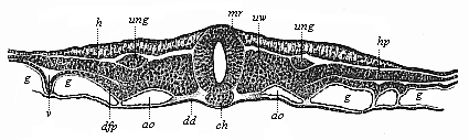 Fig.385. Transverse
section of the embryonic shield of a chick, forty-two hours old.