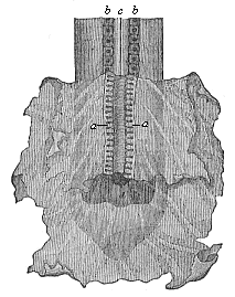 Fig.386. Rudimentary primitive kidneys of a
dog-embryo.