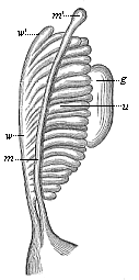 Fig. 387. Primitive kidneys of a human embryo.