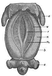 Fig.388. Pig-embryo, three-fifths of an inch
long, seen from the ventral side.
