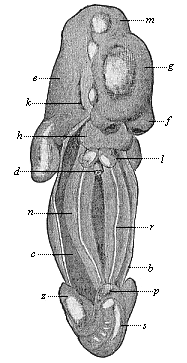 Fig. 389. Human embryo of the fifth week,
two-fifths of an inch long, seen from the ventral side.
