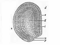 Fig.39 Gastrula of the
amphioxus, seen from left side.