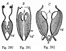 Fig.390, 391, 392. Primitive kidneys and
rudimentary sexual organs.