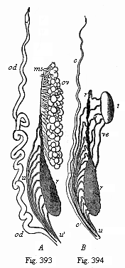 Fig.393, 394. Urinary
and sexual organs of an Amphibian (water salamander or Triton). Fig. 393 of a
female, 394 of a male.