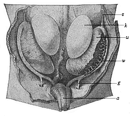 Fig.395. Primitive
kidneys and germinal glands of a human embryo, three inches in length
(beginning of the sixth week).