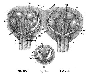 Figs. 396-398. Urinary
and sexual organs of ox-embryos.