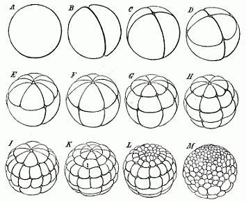 Fig.40. The cleavage of the frog’s
ovum.