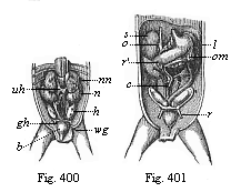 Figs. 400, 401. Original position of the sexual
glands in the ventral cavity of the human embryo (three months old).