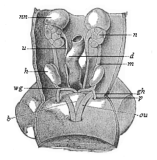 Fig.402. Urogenital
system of a human embryo of three inches in length.