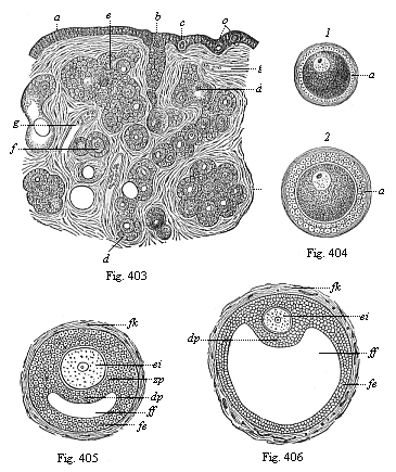 Figs. 403-406. Origin
of human ova in the female ovary.