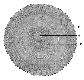 Fig.408. The human ovum
after issuing from the Graafian follicle, surrounded by the clinging cells of
the discus proligerus (in two radiating crowns).