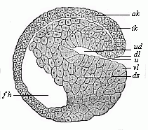 Fig. 47 Sagittal section of a
hooded-embryo (depula) of triton.