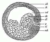 Fig. 48 Sagittal section of the
gastrula of the water-salamander.