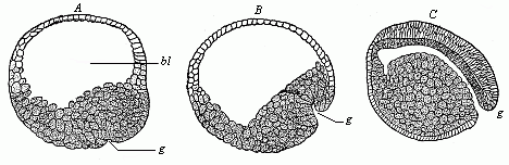 Fig.50. Gastrulation of the lamprey.