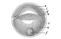 Fig.54. Discoid
gastrula (discogastrula) of a bony fish.