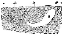 Fig. 55 Longitudinal
section through the blastula of a shark.