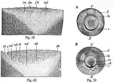 Fig.58. Vertical section of the
bastula of a hen. Fig. 59. The germinal disk of the hen’s ovum at the beginning
of gastrulation. Fig. 60. Longitudinal section of the germinal disk of a
siskin.