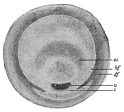 Fig.62. Germinal disk
of the lizard.