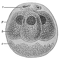Fig.63. Ovum of the
opossum (Didelphys) divided into four.