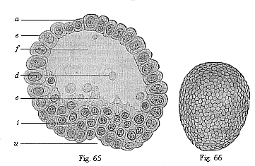 Fig.65. Blastula of the opossum
(Didelphys) at the beginning of gastrulation. Fig. 66. Oval gastrula of the
opossum (Didelphys), about eight hours old.