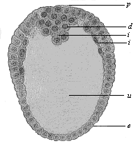 Fig.67. Longitudinal
section through the oval gastrula of the opossum.