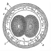 Fig. 69 Incipient cleavage of the mammal ovum (from the
rabbit).