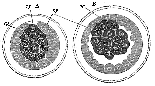 Fig.73. Gastrula of the rabbit.