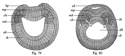Figs. 79 and 80. Transverse section of
amphioxus-larvae.
