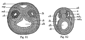 Figs. 81 and 82. Transverse section of amphioxus
embryo.
