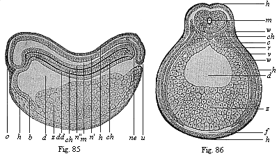 Figs. 85 and 86. Chordula of the amphibia (the
ringed adder).