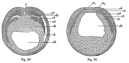 Figs. 89 and 90. Transverse section of coelomula
embryos of triton.