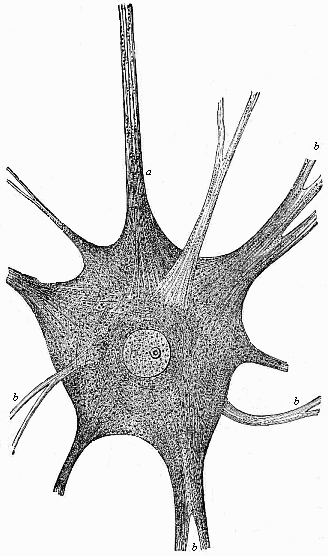 Fig.9 A large branching nerve-cell