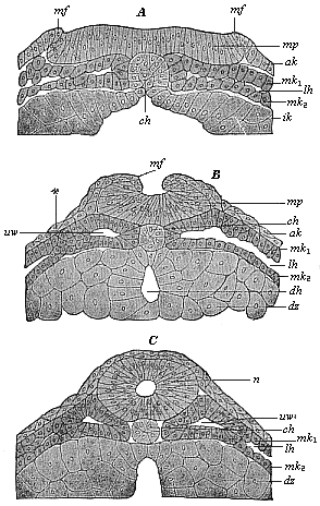 Fig.91 A, B, C. Vertical section
of the dorsal part of three triton-embryos.
